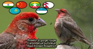Roselin à gorge rouge (Carpodacus puniceus - Red-fronted Rosefinch) est une espèce des oiseaux de la famille des Fringillidés (Fringillidae)
