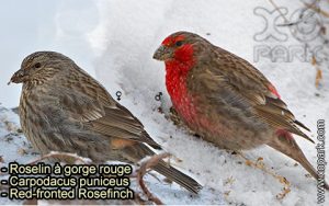 Roselin à gorge rouge (Carpodacus puniceus - Red-fronted Rosefinch) est une espèce des oiseaux de la famille des Fringillidés (Fringillidae)