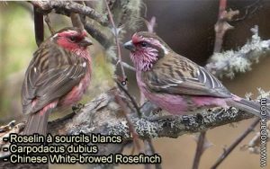 Roselin à sourcils blancs (Carpodacus dubius - Chinese White-browed Rosefinch) est une espèce des oiseaux de la famille des Fringillidés (Fringillidae)