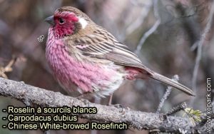 Roselin à sourcils blancs (Carpodacus dubius - Chinese White-browed Rosefinch) est une espèce des oiseaux de la famille des Fringillidés (Fringillidae)