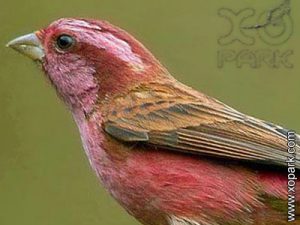 Roselin à sourcils roses (Carpodacus rodochroa - Pink-browed Rosefinch) est une espèce des oiseaux de la famille des Fringillidés (Fringillidae)