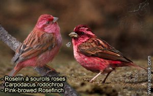 Roselin à sourcils roses (Carpodacus rodochroa - Pink-browed Rosefinch) est une espèce des oiseaux de la famille des Fringillidés (Fringillidae)