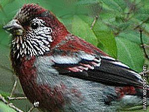 Roselin à trois bandes (Carpodacus trifasciatus - Three-banded Rosefinch) est une espèce des oiseaux de la famille des Fringillidés (Fringillidae)