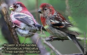 Roselin à trois bandes (Carpodacus trifasciatus - Three-banded Rosefinch) est une espèce des oiseaux de la famille des Fringillidés (Fringillidae)