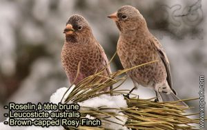 Roselin à tête brune (Leucosticte australis - Brown-capped Rosy Finch) est une espèce des oiseaux de la famille des Fringillidés (Fringillidae)