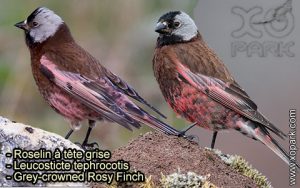 Roselin à tête grise (Leucosticte tephrocotis - Grey-crowned Rosy Finch) est une espèce des oiseaux de la famille des Fringillidés (Fringillidae)