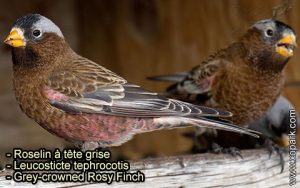 Roselin à tête grise (Leucosticte tephrocotis - Grey-crowned Rosy Finch) est une espèce des oiseaux de la famille des Fringillidés (Fringillidae)