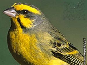 Serin à calotte jaune - Serinus flavivertex - Yellow-crowned Canary