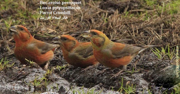 Bec-croisé perroquet - Loxia pytyopsittacus - Parrot Crossbill