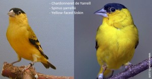 Chardonneret de Yarrell - Spinus yarrellii - Yellow-faced Siskin