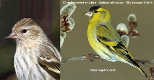 Olivaceous Siskin - Spinus olivacea - Chardonneret olivâtre