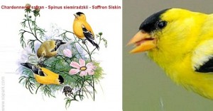 Saffron Siskin - Spinus siemiradzkii - Chardonneret safran -