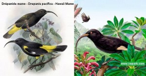 Drépanide mamo - Drepanis pacifica - Hawaii Mamo