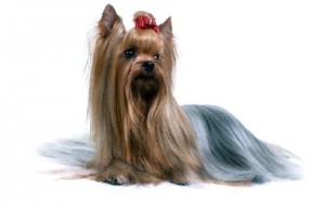 Terrier de Yorkshire, Terrier nain du Yorkshire, Terrier nain à poil long, Toy Terrier du Yorkshire, York, Yorkshire, Yorkie