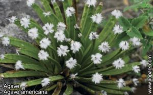 Agave - Agave americana - Asparagaceae