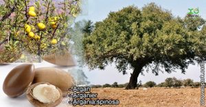 Argan - Arganier - Argania spinosa