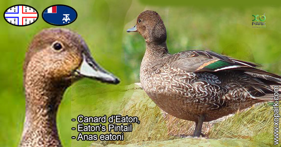 Canard d'Eaton - Anas eatoni - Eaton's Pintail - xopark00