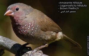 Amarante nitidule (Lagonosticta nitidula - Brown Firefinch) est une espèce des oiseaux de la famille des Estrildidés (Estrildidae), ses descriptions, ses photos et ses vidéos sont ici à xopark.com
