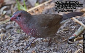 Amarante nitidule (Lagonosticta nitidula - Brown Firefinch) est une espèce des oiseaux de la famille des Estrildidés (Estrildidae), ses descriptions, ses photos et ses vidéos sont ici à xopark.com