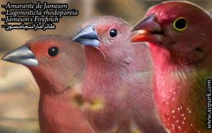 Amarante de Jameson (Lagonosticta rhodopareia - Jameson's Firefinch ) est une espèce des oiseaux de la famille des Estrildidés (Estrildidae), ses descriptions, ses photos et ses vidéos sont ici à xopark.com