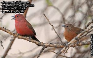 Amarante de Jameson (Lagonosticta rhodopareia - Jameson's Firefinch ) est une espèce des oiseaux de la famille des Estrildidés (Estrildidae), ses descriptions, ses photos et ses vidéos sont ici à xopark.com