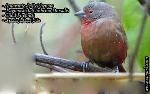 Amarante de Reichenow – Lagonosticta Umbrino Dorsalis - Chad Firefinch
