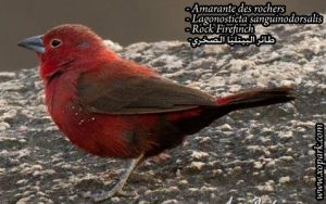 Amarante des rochers (Lagonosticta sanguinodorsalis - Rock Firefinch) est une espèce des oiseaux de la famille des Estrildidés (Estrildidae), ses descriptions, ses photos et ses vidéos sont ici à xopark.com