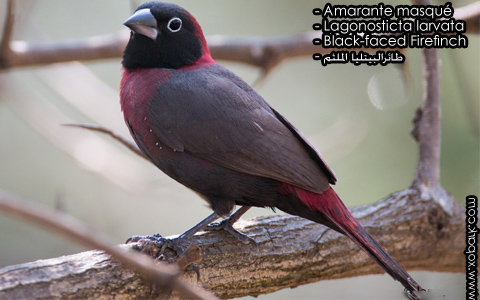 Amarante masqué - Lagonosticta larvata - Black-faced Firefinch