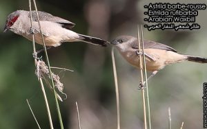 Astrild barbe-rousse (Estrilda rufibarba - Arabian Waxbill - طائر شمعي المنقار العربي) est une espèce des oiseaux de la famille des Estrildidés (Estrildidae), ses descriptions, ses photos et ses vidéos sont ici à xopark.com