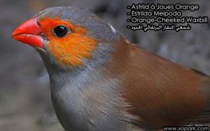 Astrild à joues orange (Estrilda melpoda - Orange-cheeked Waxbill - شمعي المنقار البرتقالي الخدود) est une espèce des oiseaux de la famille des Estrildidés (Estrildidae), ses descriptions, ses photos et ses vidéos sont ici à xopark.com