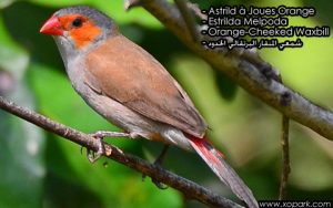 Astrild à joues orange (Estrilda melpoda - Orange-cheeked Waxbill - شمعي المنقار البرتقالي الخدود) est une espèce des oiseaux de la famille des Estrildidés (Estrildidae), ses descriptions, ses photos et ses vidéos sont ici à xopark.com