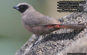 Astrild à masque noir (Estrilda nigriloris - Black-lored Waxbill - طائر الأستريد ذو القناعالأسود) est une espèce des oiseaux de la famille des Estrildidés (Estrildidae), ses descriptions, ses photos et ses vidéos sont ici à xopark.com