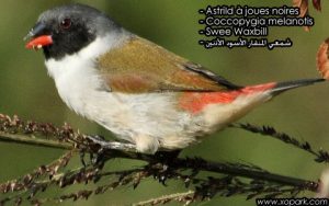 Astrild à joues noires (Coccopygia melanotis - Swee Waxbill) est une espèce des oiseaux de la famille des Estrildidés (Estrildidae), ses descriptions, ses photos et ses vidéos sont ici à xopark.com