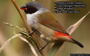 Astrild à joues noires (Coccopygia melanotis - Swee Waxbill) est une espèce des oiseaux de la famille des Estrildidés (Estrildidae), ses descriptions, ses photos et ses vidéos sont ici à xopark.com