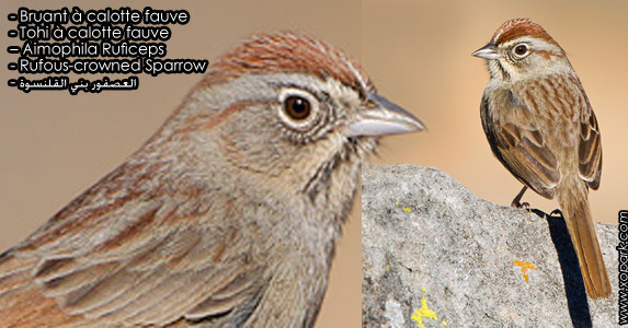 Bruant à calotte fauve (Tohi à calotte fauve - Aimophila ruficeps - Rufous-crowned Sparrow - العصفور بني القلنسوة) est une espèce des oiseaux de la famille des Emberizidés (Emberizidae), ses descriptions, ses photos et ses vidéos sont ici à xopark.com