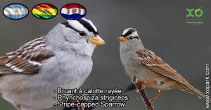 Bruant à calotte rayée - Rhynchospiza strigiceps - Stripe-capped Sparrow