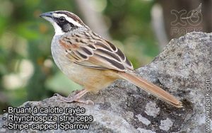 Bruant à calotte rayée - Rhynchospiza strigiceps - Stripe-capped Sparrow
