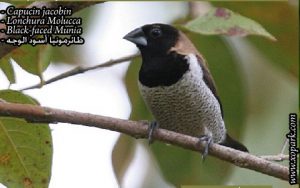 Capucin jacobin (Lonchura Molucca - Black-faced Munia