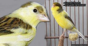 Canaris Flawta est un oiseau de chant, famille des fringillidés, ses descriptions, ses photos et ses vidéos sont ici à xopark.com