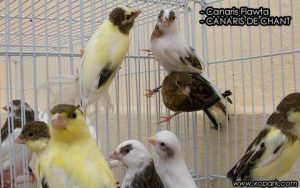Canaris Flawta est un oiseau de chant, famille des fringillidés, ses descriptions, ses photos et ses vidéos sont ici à xopark.com