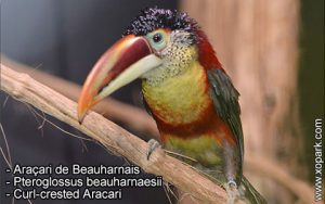 Araçari de Beauharnais – Pteroglossus beauharnaesii – Curl-crested Aracari