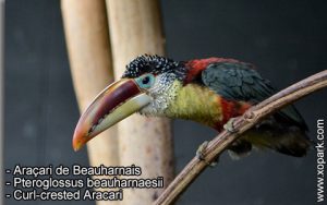 Araçari de Beauharnais – Pteroglossus beauharnaesii – Curl-crested Aracari