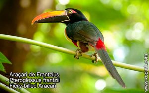 Araçari de Frantzius – Pteroglossus frantzii – Fiery-billed Aracari