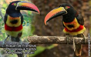 Araçari de Frantzius – Pteroglossus frantzii – Fiery-billed Aracari