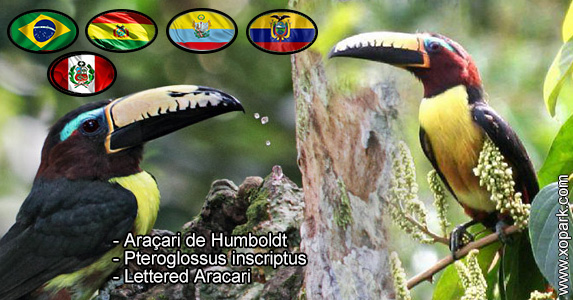 Araçari de Humboldt – Pteroglossus inscriptus – Lettered Aracari