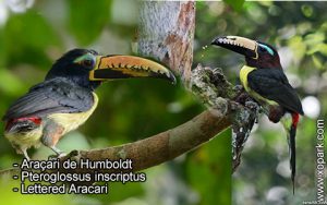 Araçari de Humboldt – Pteroglossus inscriptus – Lettered Aracari