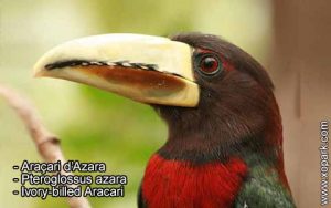 Araçari d’Azara – Pteroglossus azara – Ivory-billed Aracari