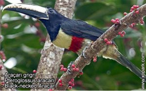 Araçari grigri - Pteroglossus aracari - Black-necked Aracari
