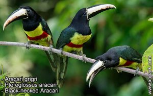 Araçari grigri - Pteroglossus aracari - Black-necked Aracari