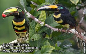 Araçari multibande – Pteroglossus pluricinctus – Many-banded Aracari